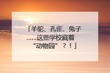 羊驼、孔雀、兔子……这些学校藏着 “动物园”？！